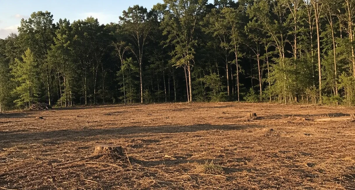 Lot & Brush Clearing in Wilkes-Barre, PA